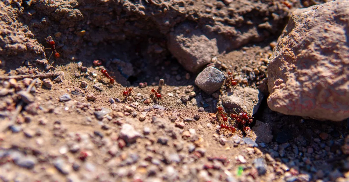 découvrez comment utiliser le marc de café pour éloigner les fourmis naturellement et efficacement de votre maison et jardin.