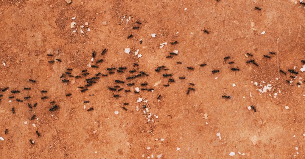 découvrez comment utiliser les marc de café pour repousser naturellement les fourmis et protéger votre maison de manière écologique.