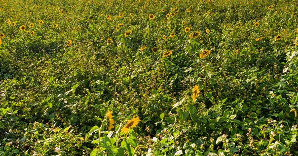 découvrez les avantages des cultures de couverture pour améliorer la santé du sol, réduire l'érosion et augmenter la productivité agricole durable.