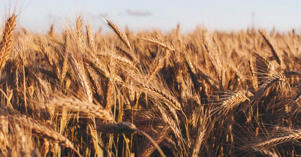 découvrez les avantages des cultures de couverture pour améliorer la santé des sols, prévenir l'érosion et augmenter la fertilité naturellement.