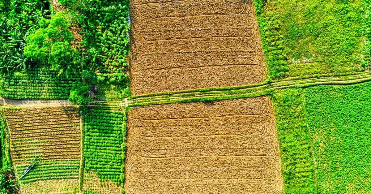 découvrez l'importance de la rotation des cultures pour améliorer la fertilité des sols, prévenir les maladies et optimiser les rendements agricoles.