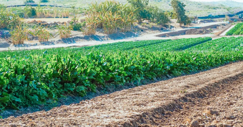 découvrez l'importance de la rotation des cultures pour améliorer la fertilité du sol, réduire les maladies des plantes et augmenter les rendements agricoles.
