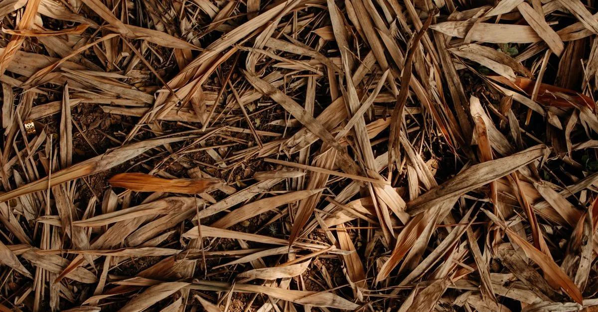 paillis de chanvre naturel pour jardinage écologique, améliorant la rétention d'humidité et réduisant les mauvaises herbes.