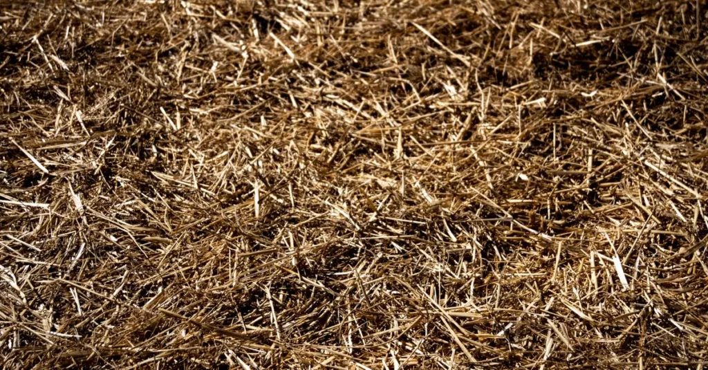 découvrez les avantages du paillis de chanvre pour protéger vos plantes, améliorer la rétention d'humidité et enrichir votre sol de manière naturelle et écologique.