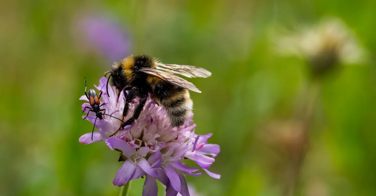 découvrez notre refuge à insectes, un habitat idéal pour favoriser la biodiversité et protéger les pollinisateurs dans votre jardin.