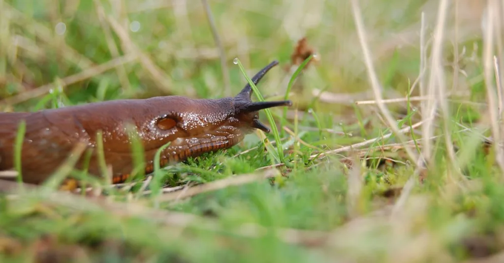 découvrez des remèdes naturels efficaces pour se débarrasser des limaces dans votre jardin, respectueux de l'environnement et faciles à utiliser.