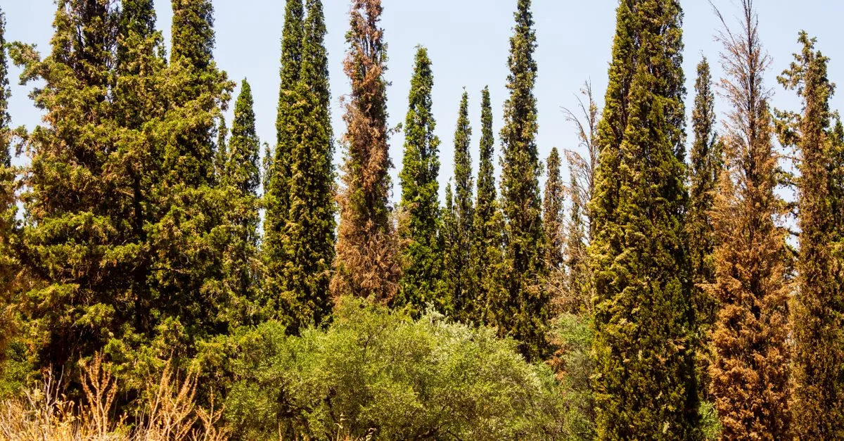 découvrez comment planter et entretenir un cyprès provençal pour apporter une touche méditerranéenne à votre jardin toute l'année.
