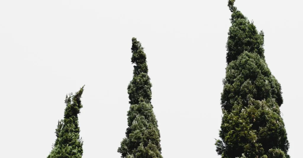 découvrez comment planter un cyprès provençal pour apporter une touche méditerranéenne à votre jardin. guide pratique pour réussir la plantation et l'entretien.