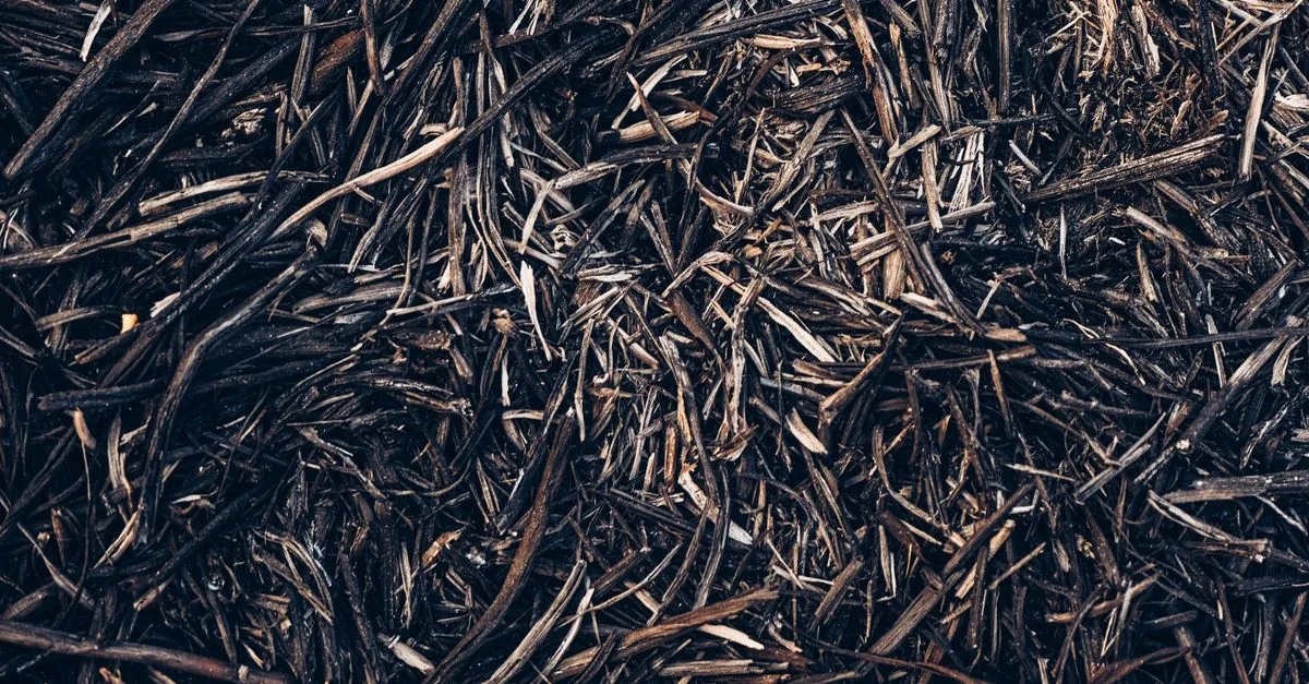 découvrez les avantages du paillage avec des copeaux de bois pour protéger et enrichir votre sol tout en conservant l'humidité et limitant les mauvaises herbes.