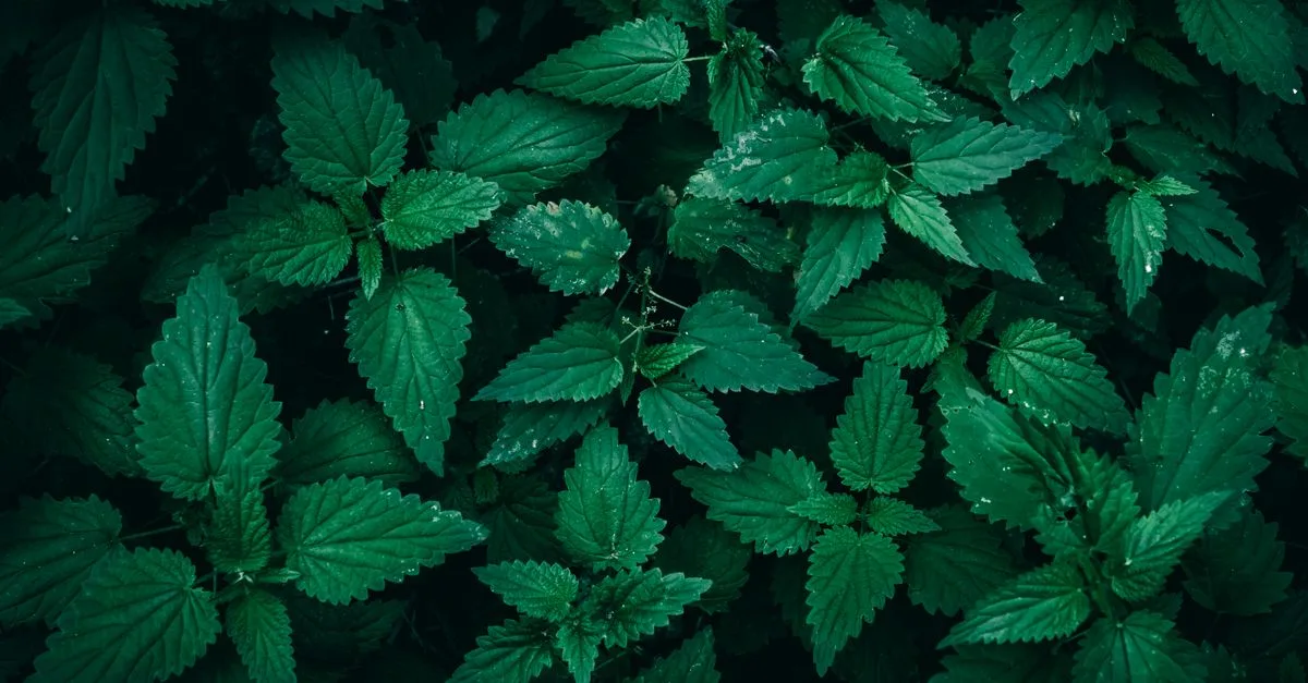 réglementation sur la gestion du lisier d'ortie : comprendre les normes et bonnes pratiques pour une utilisation sécurisée et respectueuse de l'environnement.