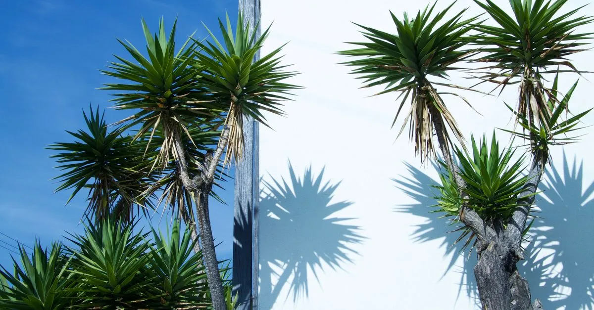 découvrez comment propager facilement le yucca grâce à nos conseils pratiques pour multiplier cette plante d'intérieur résistante et décorative.