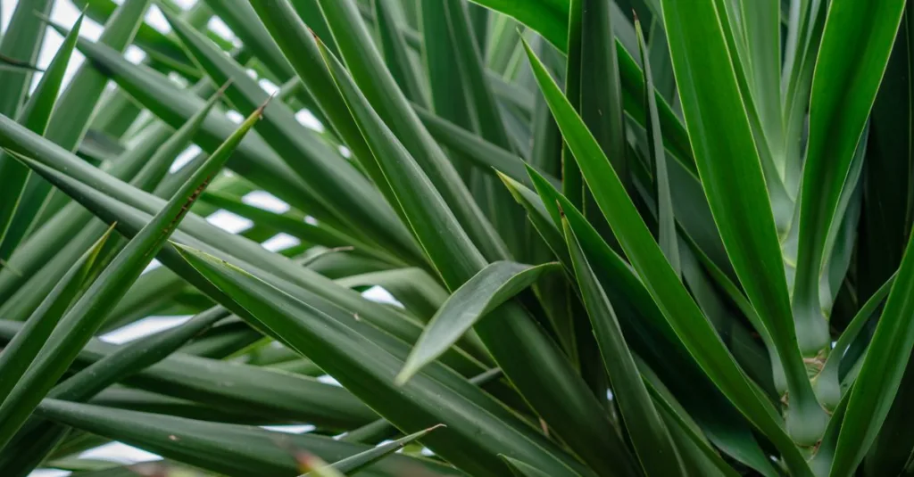 découvrez les méthodes simples et efficaces pour propager le yucca et réussir la multiplication de cette plante d'intérieur populaire.